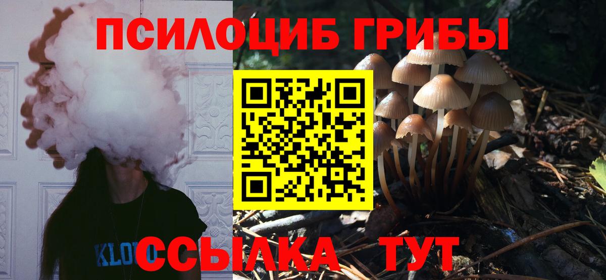 Гагарин  Псилоцибиновые грибы прущие грибы  Вход с VPN 
